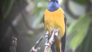 BlueFronted Redstart [upl. by Ellirehs368]