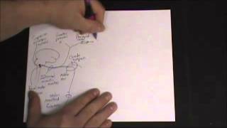 Gross Anatomy  Autonomic Nervous System  Head amp Neck Sympathetic and Parasympathetic Pathways [upl. by Nathanoj811]