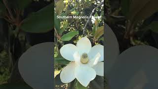 Southern Magnolia Flower [upl. by Damiano]