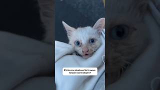 kitten adoptarescue dogowner cat dog rescuedandloved petowner doglife pets pawsrescue [upl. by Enala]