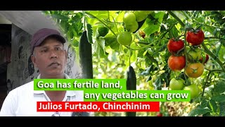 Goa has fertile land any vegetable can grow – shared experience by Julios Furtado Chinchinim [upl. by Rusel]