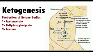 Ketogenesis Ketone Bodies Formation [upl. by Assi361]