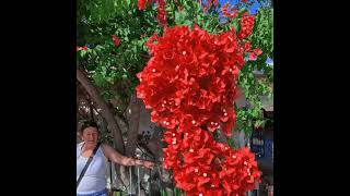 Flowers from Kefalonia Melissani Cave IV [upl. by Liarret]