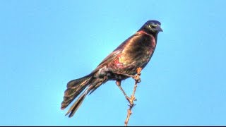 Grackle Flock Calls  Amazing Sound [upl. by Edelstein]