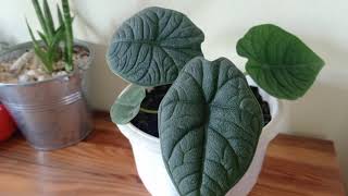 Alocasia Melo  Rugosa  Maharani Indoor House Plant Care Tips [upl. by Mitzie]