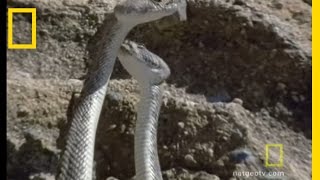 Rattlesnake Love  National Geographic [upl. by Hessney619]