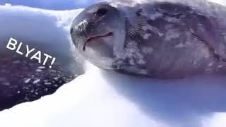 Seal says blyat [upl. by Noneek]