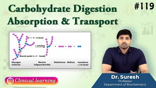 119 Carbohydrate Digestion Absorption amp Transport [upl. by Endres641]