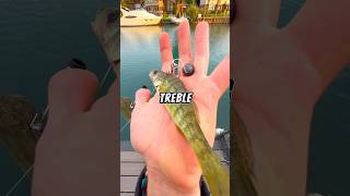 Let’s fish with LIVE BAIT on a HANDLINE 🐟🎣 fishing fish [upl. by Lasky]