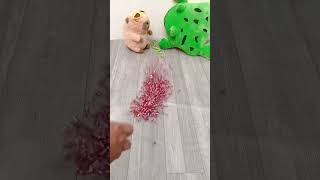 Reverse Video Beads reversevideo funny asmr onerunrun cat [upl. by Ahsyekat]