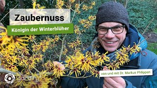 Zaubernuss – Königin der Winterblüher  gardify Tipps [upl. by Ativoj]