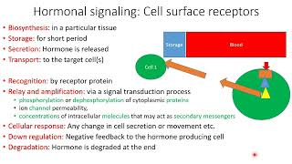 Hormones First Second Messengers Mechanism Types Receptors  Lecture 12 [upl. by Cirek]