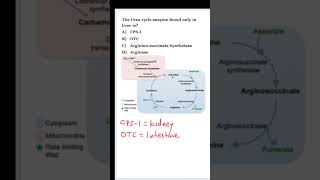 NEETPG Biochemistry MCQ  Urea cycle [upl. by Bashuk652]