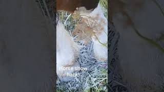 Share Your Best Horse show Hack horseshow [upl. by Aicirtac]