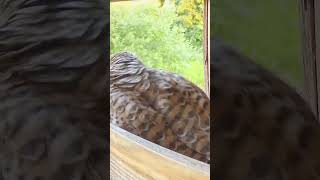 Woodpigeon vs Kestrel shorts [upl. by Dino768]