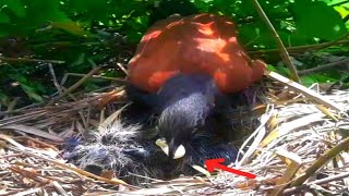 Greater coucal birds waiting to eat fecesBird life Nest [upl. by Nimaynib]