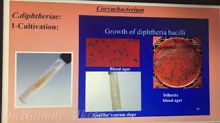 CorynebacteriumListeriaGardnerella and Lactobacillus العملي [upl. by Krishnah43]