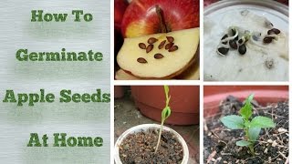 Apple Seeds Germination at Home Step by Step Easy Process appleplant allweatherapple [upl. by Ytirahs]