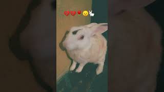 Mohabbat Karunga Ab Na Kisi Ko Teri Jagah to Le Li Kisi Ne 😔💔😔💔😔💔💔😔💔💔🐇🌹 sadstatus shorts rabbit [upl. by Enelime]