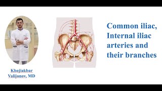 Common Iliac Artery and Internal Iliac Artery Anatomy Explained [upl. by Erhard]