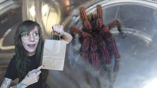 Inside the MASSIVE Tinley NARBC Expo  SPOOKY Old World Tarantula JUMPING SPIDERS decor amp MORE HAUL [upl. by Akirdna665]