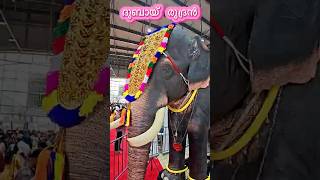 ദുബായിലെ ആന  Dubai Rudran  Elephant in Dubai shorts shortfeed shortvideo elephantvideo [upl. by Cirilo]