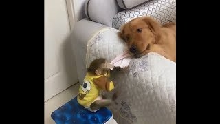 Pocket monkey VS Golden retriever [upl. by Nayt940]