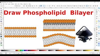 Inkscape for scientists  17  Drawing a phospholipid bilayer [upl. by Manvell704]