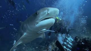 Man helps dead shark give birth to 3 babies on beach [upl. by Bigelow]