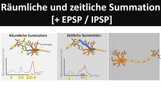 Räumliche und zeitliche Summation EPSPIPSP  Verschaltung an Synapsen Neurobiologie Oberstufe [upl. by Anawat]