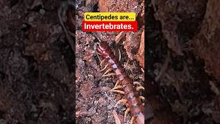 invertebrate meaning  An animal with no backbone centipede arthropoda shorts invertebrates [upl. by Naveb]