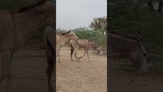 Teekam wali khodi animals donkey youtubeshorts shortvideo pets [upl. by Otrebor495]