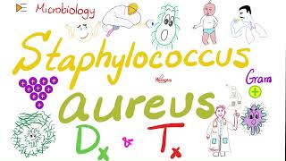 Staphylococcus aureus Lab 🧫 Diagnosis and Treatment  Microbiology and Infectious Diseases [upl. by Eekram]