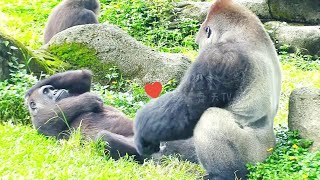 迪哥❤️塔莉😆🤣Silverback gorilla family interactionsDjeeco FamilyTayariJabaliIrikiRingo [upl. by Guild]