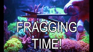 How To Frag Soft Corals [upl. by Baumbaugh867]