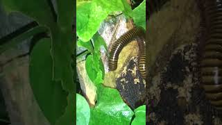 A lot of millipedes eat leaves at night millipede frog insecteating spheniscidae metamorphasis [upl. by Ahsimak931]