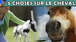 UN CHEVAL DE 35 CM   EUBLEPHARIS [upl. by Studdard]