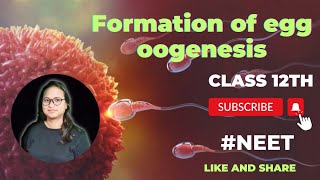 OOGENESIS  PROCESS OF FORMATION OF EGG IN HUMAN FEMALE [upl. by Tsew]