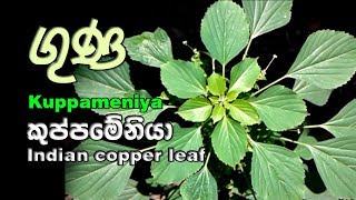 Kuppameniya  කුප්පමේනිය පැළැටිය  Acalypha indica [upl. by Meaghan]