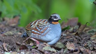 Rufousthroated Partridge Doi Inthanon Thailand  2024 [upl. by Alick]