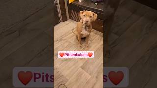 Todays best favorite animal🤣 shorts pitbull pitbulllife dog dogadventures dogfam [upl. by Czarra]