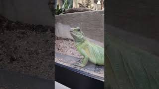 Darling🥰 and attractive😍 water agamidae🦎 in the zoo in the Kaunas 💚❤️💖 [upl. by Ijok27]