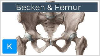 Becken und Femur  Knochen  Anatomie des Menschen  Kenhub [upl. by Shana520]