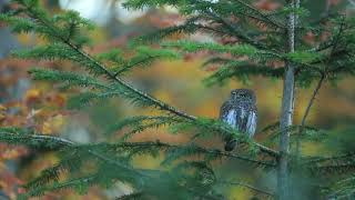 Chouette chevechette  Glaucidium passerinum [upl. by Oluap]