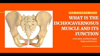 What Is The Ischiocavernosus Muscle And Its Function [upl. by Aitan858]