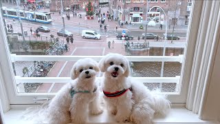 HOW MALTESE PUPPIES CELEBRATE THE NEW YEARS EVE ✨ [upl. by Courtenay]