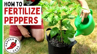 How To Fertilize Peppers Complete Guide  Pepper Geek [upl. by Aciram]