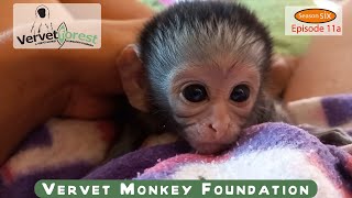 Tiniest orphan baby monkey 🐒 arrive follow up on orphans foster mom introductions [upl. by Eitsrik]