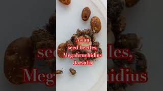 Asian Seed Beetles Megabruchidius dorsalis are feeding on sweet water Entomology in Ukraine [upl. by Jaclin]