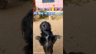 tuffy patience dog doglover dogs petowner dogfriends vairalvideo [upl. by Ecilegna]